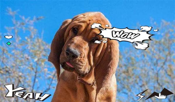 寻血猎犬三角洲是怎么找的(三角洲行动里寻血猎犬怎么找?) 寻血猎犬三角洲是怎么找的(三角洲行动里寻血猎犬怎么找?)