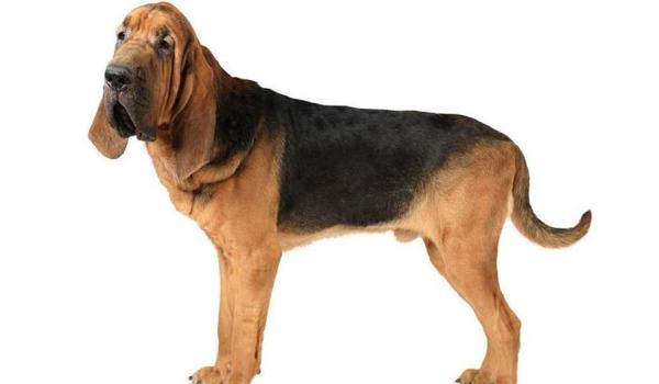 三角洲行动怎么识别寻血猎犬(有没有《三角洲行动》寻血猎犬的图片?) 三角洲行动怎么识别寻血猎犬(有没有《三角洲行动》寻血猎犬的图片?)